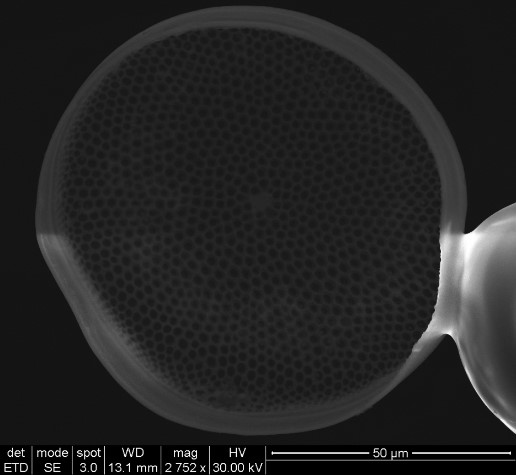SEM image of a C. Wailesii frustule mounted on a fiber taper.  Pores are visible across valve.