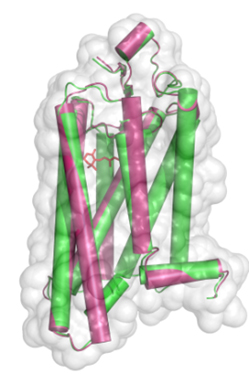 Figure 1: Conformational comparison of active rhodopsin (red) and with ligand-free opsin (green), where alpha-helices are shown as rods within the van der Waals surface of the protein.